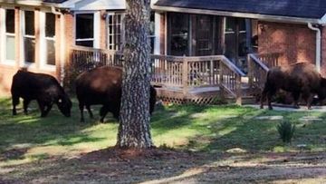 Rapper Rick Ross has thanked his neighbors for helping return his buffaloes to his Georgia property after they wandered off.