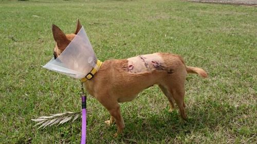 Vets described the chihuahua's injuries as "horrific." (Supplied)