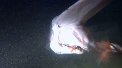 Alien sharks goblin shark