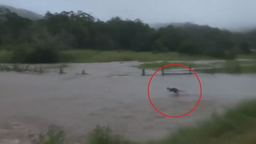 Kangaroo hops through floods, NSW