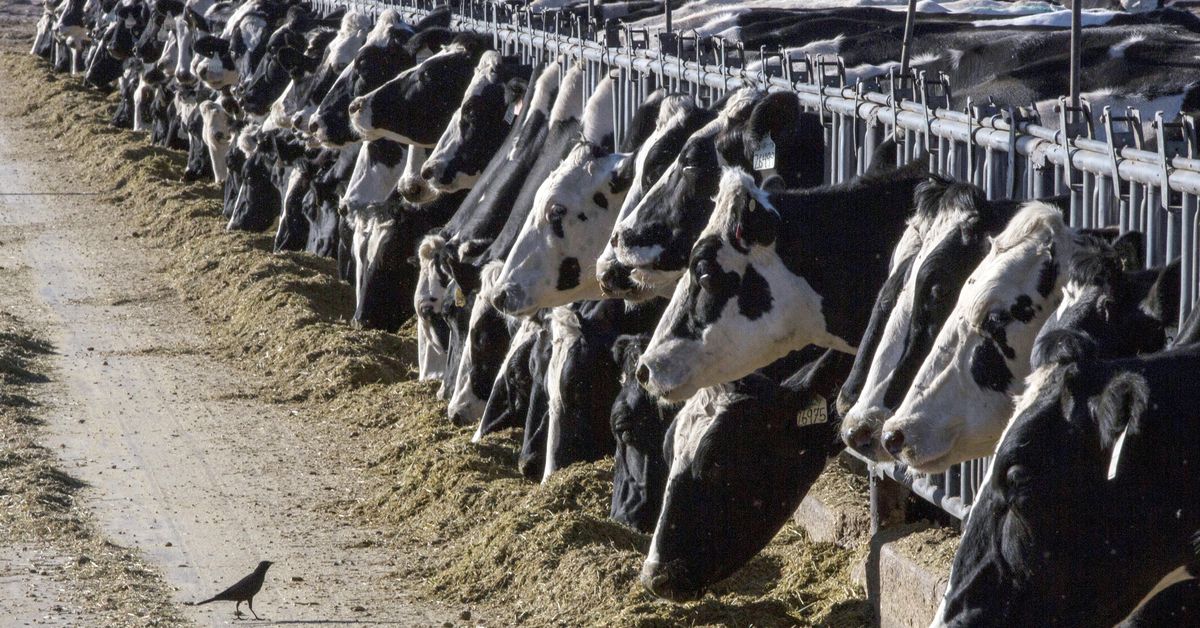 Third person in US tests positive for bird flu in connection to outbreak in dairy cattle
