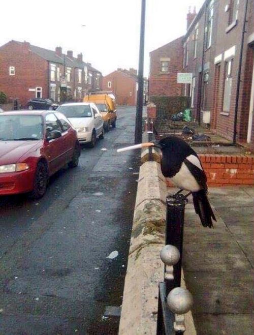 Magpie with cigarette in its beak at heart of Twitter storm