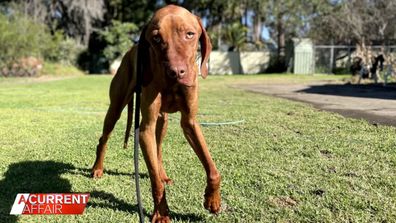 Family's beloved pet dies after being taken to dog training