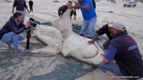 Three sharks have been killed by orcas in South Africa. (Shark Watch SA)