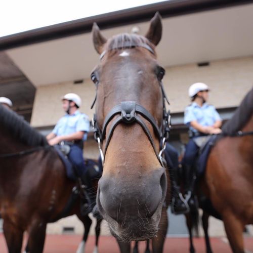 Man charged after alleged assault on police and horse 