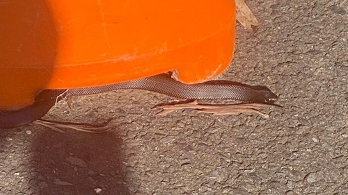 拍摄到一条红腹黑蛇在 COVID-19 测试地点的停车场滑行。
