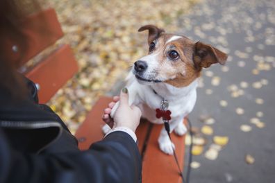 a girl holds in her hand the paw of a dog jack russell terrier in Moscow, Moscow, Russia