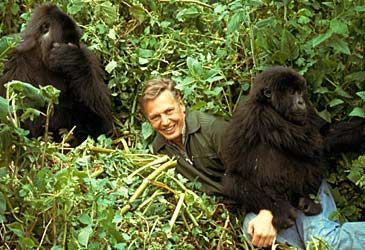 A gorilla famously groomed David Attenborough in which 1979 documentary?