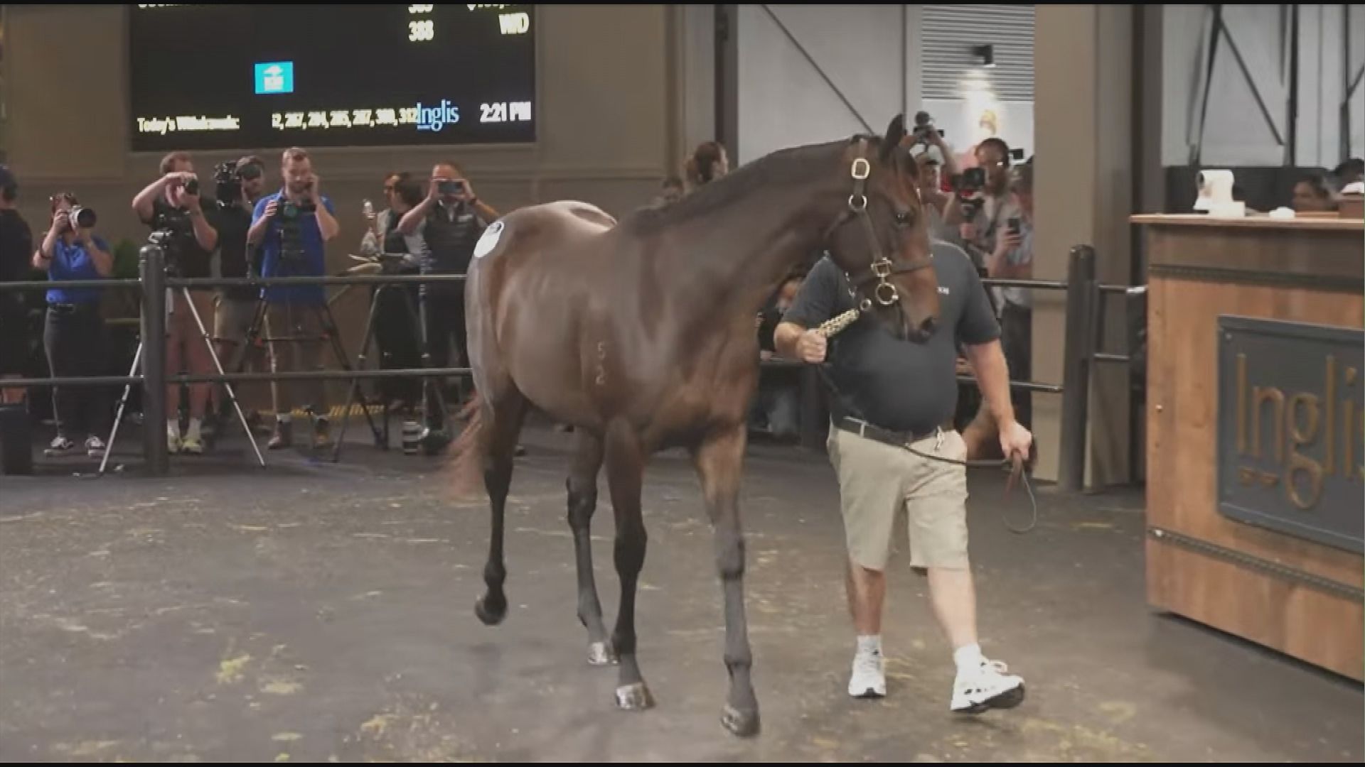 &quot;Lot 391&quot;, foaled by Winx, is paraded at auction.