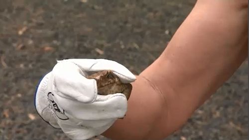 Senator Hanson urged people to help get rid of cane toads.