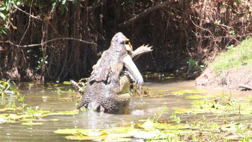 The larger croc devours its opponent. (Sandra Bell/Queensland /National Parks Facebook)