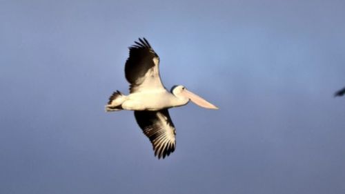 The pelican made a hasty getaway after being freed from the fence. (Paul Blake)