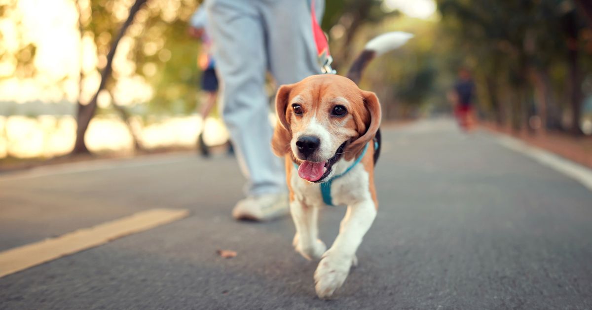 Councils want bigger fines for poor 'pet etiquette'