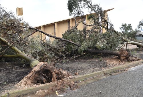 Uprooted trees are seen near a local church that was damaged following wild weather in the town of Blyth, South Australia. (AAP)