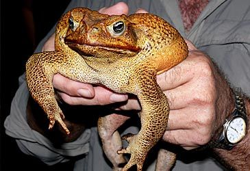 Cane toads were introduced to Australian to control what insects? 