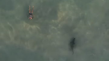 The shark made to turn towards the swimmer before it changed its mind and zoomed off.
