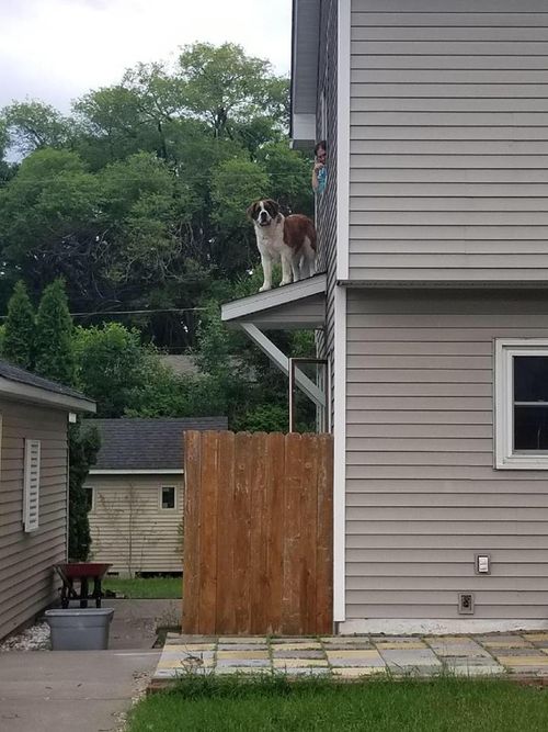 The Spring Lake Fire Department is used to rescuing cats out of trees, but nothing this big. Picture: Facebook