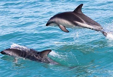 Hector's dolphin is endemic to the coastal waters of which country?