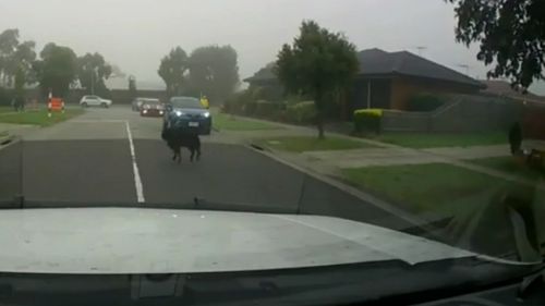 Rangers from Casey Council chased the animal along the street for 20 minutes. Picture: Supplied