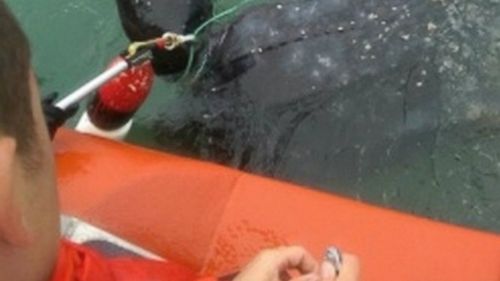 US Coast Guard come to the aid of endangered turtle caught up in dangerous fishing line