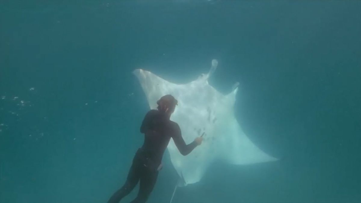 Manta ray in Western Australia seeks help from divers to remove fish hook