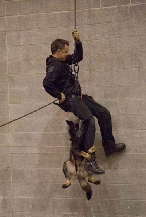 Police dog clings to trainer for dear life