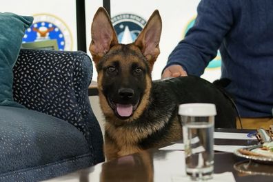 FILE - President Joe Biden, and first lady Jill Biden's new dog Commander, a purebred German shepherd puppy, arrives to meet virtually with service members around the world, Dec. 25, 2021, in the South Court Auditorium on the White House campus in Washington. Commander will make his TV debut on Super Bowl Sunday. The German shepherd and Jill Biden will appear in a commercial airing before the broadcast of Puppy Bowl XVIII. (AP Photo/Carolyn Kaster, File)