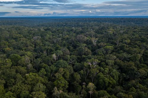 Brazilian authorities are investigating after dozens of gold miners allegedly invaded a remote indigenous reserve in the Amazon, where a local leader was stabbed to death.