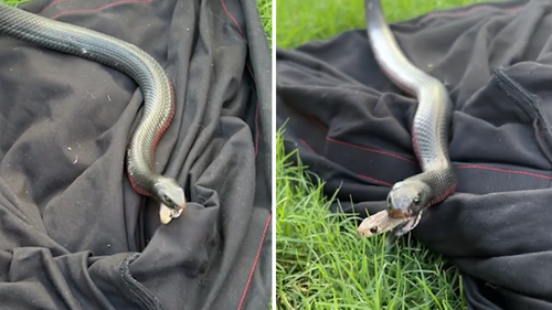 Mitchell had picked up the red-bellied black snake when he noticed the head of the eastern brown snake pop out. 