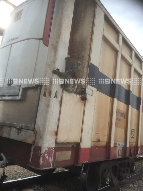 Adelaide freight train workers discover joy-riding koala