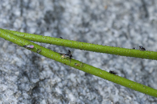 Triantha occidentalis has an uptick in nitrogen, meaning it absorbes the element from the flies. 