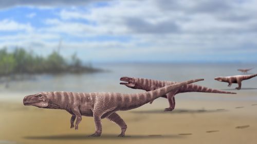Ancient crocodiles used to walk on two legs like dinosaurs, study finds