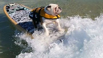 Pork Chops, the six-year-old French bulldog, has become the coast&#x27;s most recent surfing superstar after amassing a large wave of fans and has even landed his first sponsorship deal.