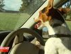 Owners of a ute-driving dog shocked, delighted by response to video