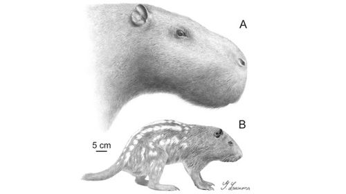 Prehistoric buffalo-sized 'guinea pig' had nasty bite