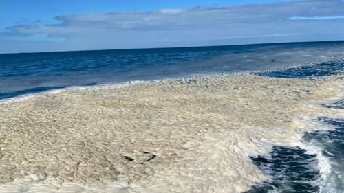 Testing revealed the presence of the harmful algae species karenia mikimotoi in the river.