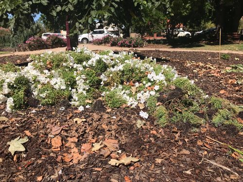 This is what the garden in support of White Ribbon looked like after it was vandalised.