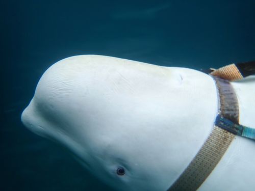 A beluga whale swims next to a fishing boat before Norwegian fishermen removed the tight harness.