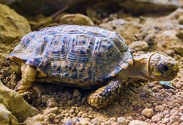 Measured by carapace length, how large are female speckled tortoises known to grow?