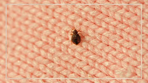 9PR: Bed bugs