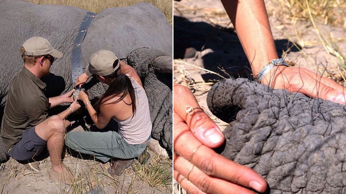 Elephant Hair Bracelets - As Worn by Meghan Markle - American Rhino Patina