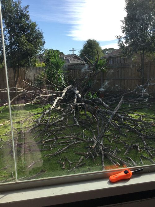 This fallen tree at a property in Melbourne nearly hit the house. Picture: Deeanne Wilkinson