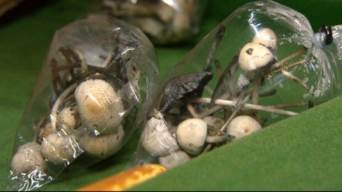 Drugs such as magic mushrooms are reportedly rife in Bali.