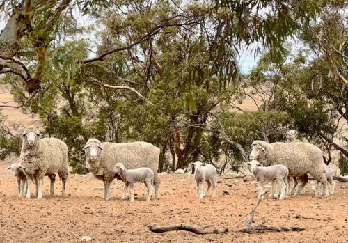 Agricultor quer declaração de seca no sul da Austrália.