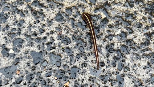 A leech sighted in Sydney's Lavender Bay at the end of April.