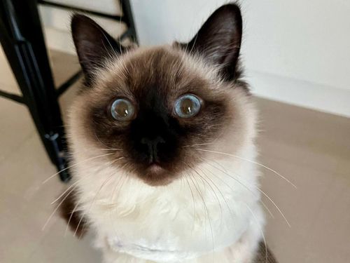 Reuben wasn't even two years old when he died from kidney failure.