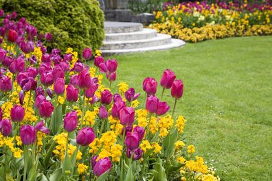 Spring garden with tulips