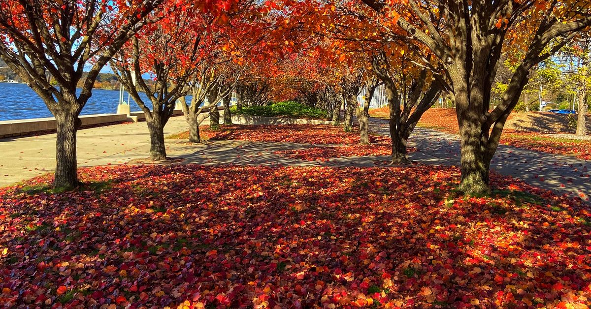 It's not too late to check out the spectacular autumn foliage in Canberra - here are the best places