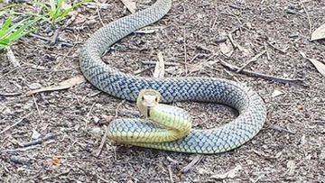 Snake found in Queensland family's laundry one of the world's deadliest