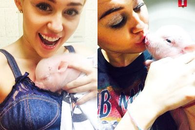 Meet Bubba Sue, the latest addition to the <b>Miley Cyrus</b> household.<br/><br/>"Newest member to the fam #bubbasue," Miley wrote alongside the Instagram photos of the adrobz piglet. Aww!